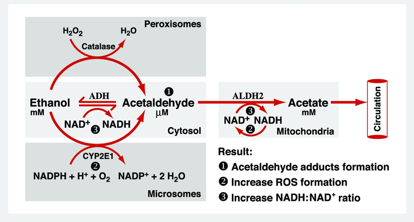 Oxidative pathways of alcohol metabolism